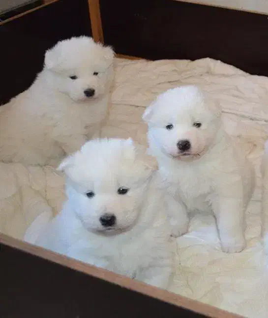 سامویید|سگ|تهران, زعفرانیه|دیوار