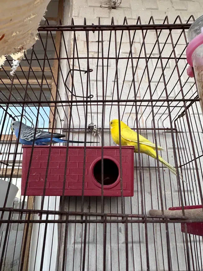 مرغ عشق دوجفت +یه بچه+تخم|پرنده|شیراز, شهرک مهرگان|دیوار