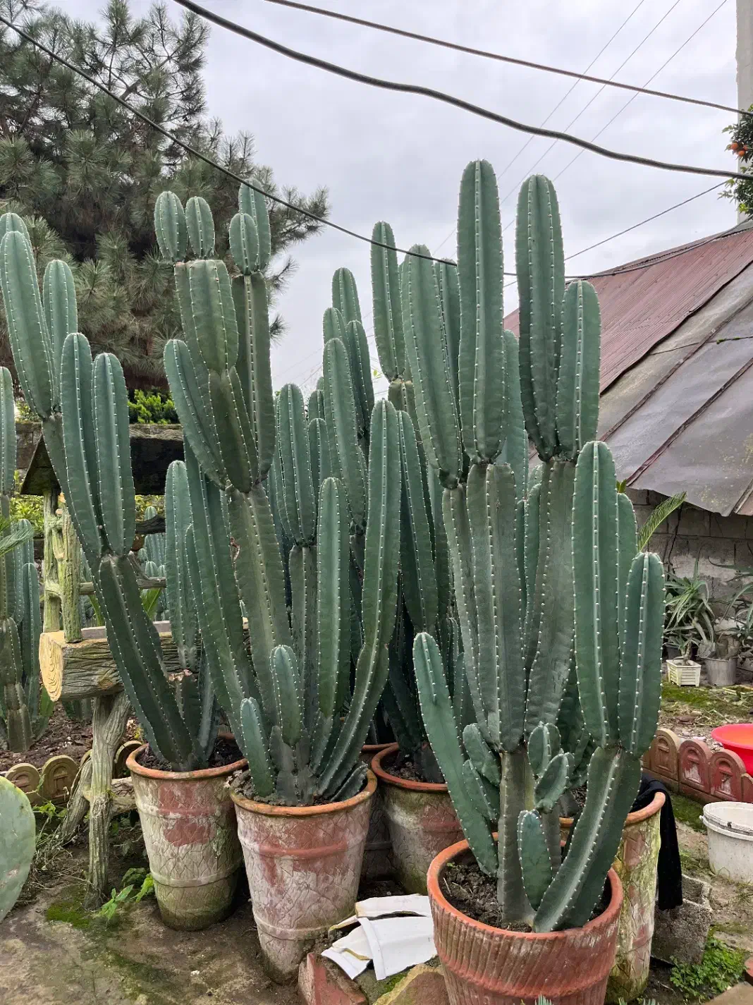 گل کاکتوس و بابا آدم|گل و گیاه طبیعی|محمودآباد, |دیوار