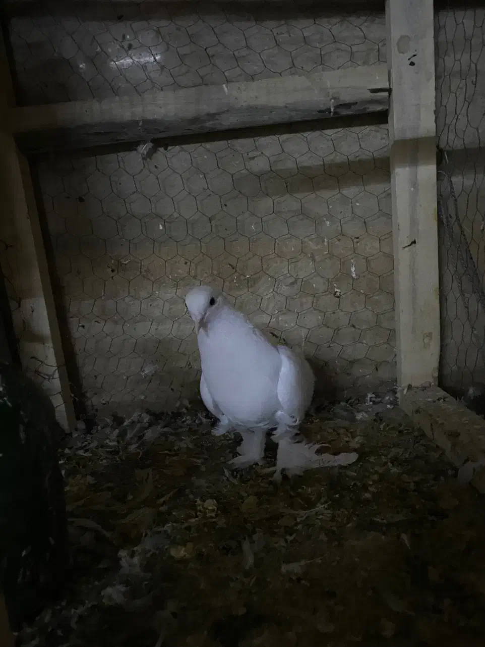 کفتر|پرنده|قم, امامزاده ابراهیم|دیوار