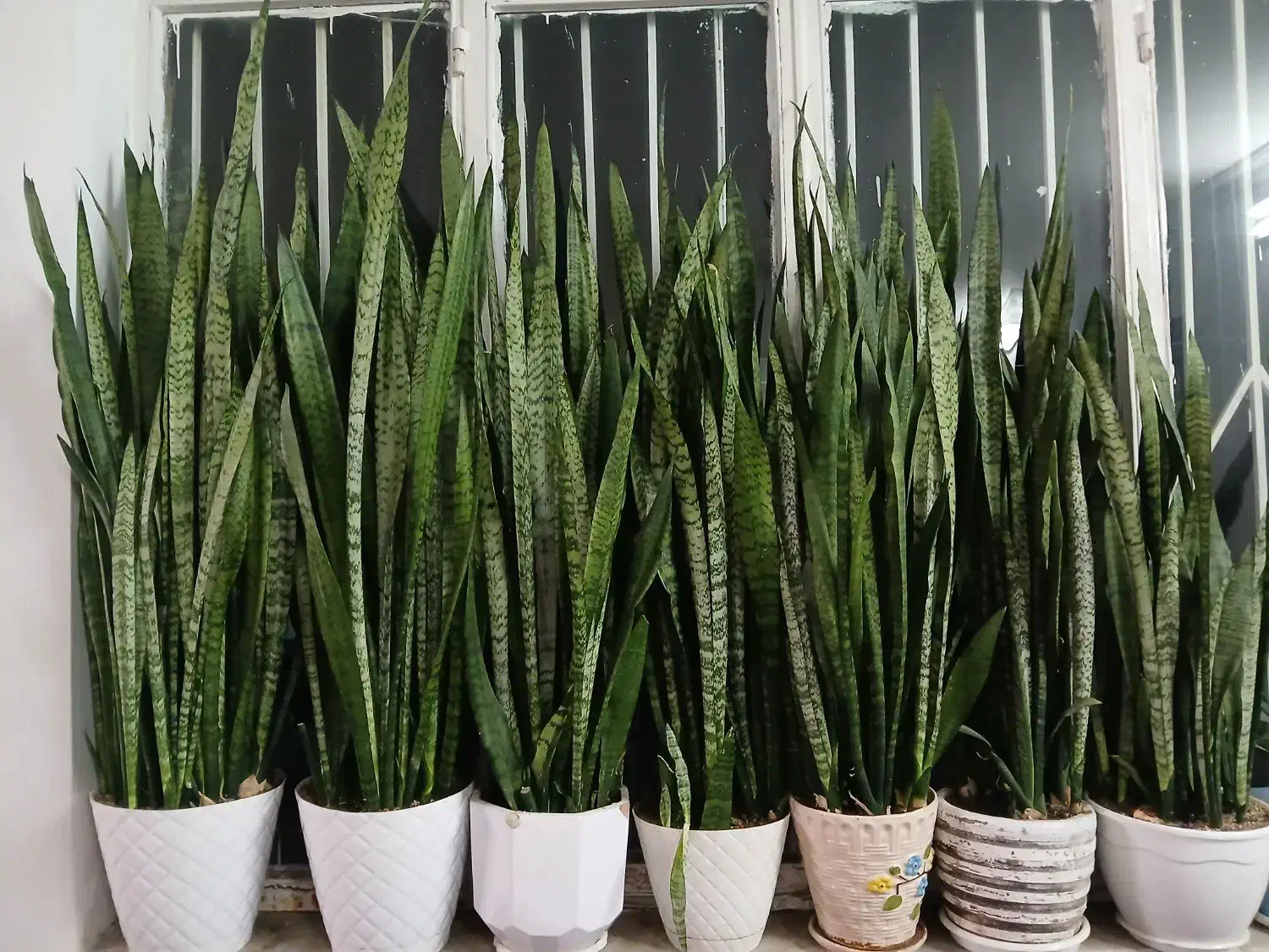 گل طبیعی ابلق پر شاخه|گل و گیاه طبیعی|مشهد, نیزه|دیوار