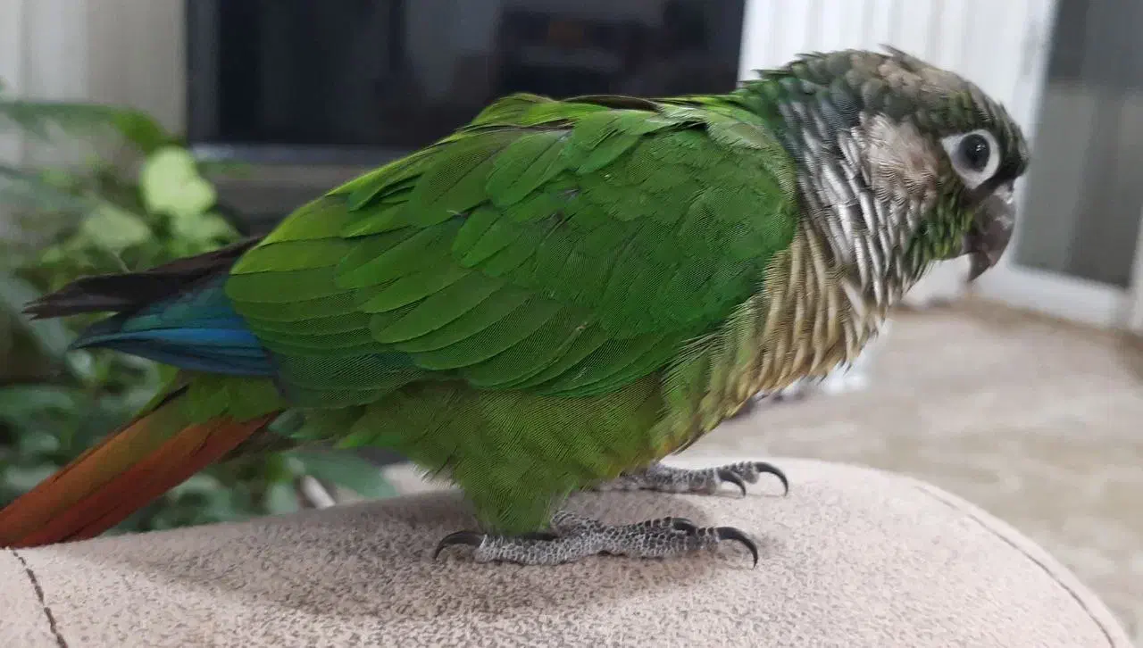 طوطی گرینچیک|پرنده|شهرکرد, |دیوار