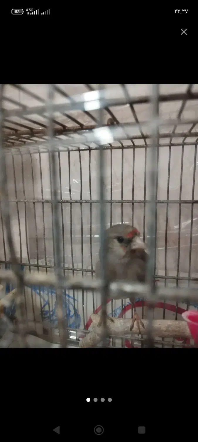 معاوضه سهره با لپ تاپ|پرنده|رباط‌کریم, رباط‌کریم|دیوار