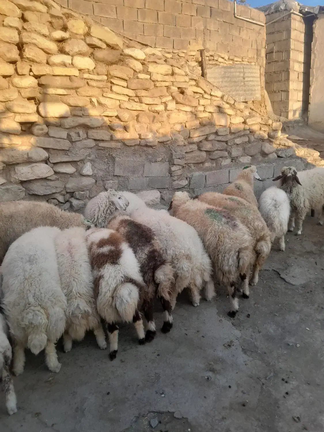 بره نر|حیوانات مزرعه|گهواره, |دیوار