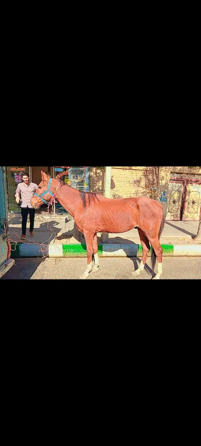 اسب نریان|اسب و تجهیزات اسبسواری|رامند, |دیوار