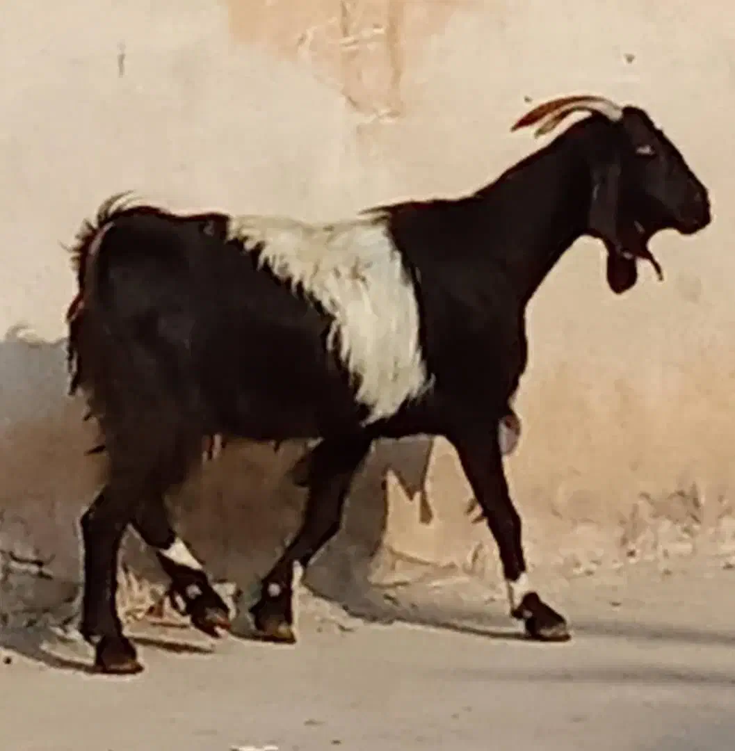 بز های کهره دار ،ابستن و کهره نر|حیوانات مزرعه|برازجان, |دیوار