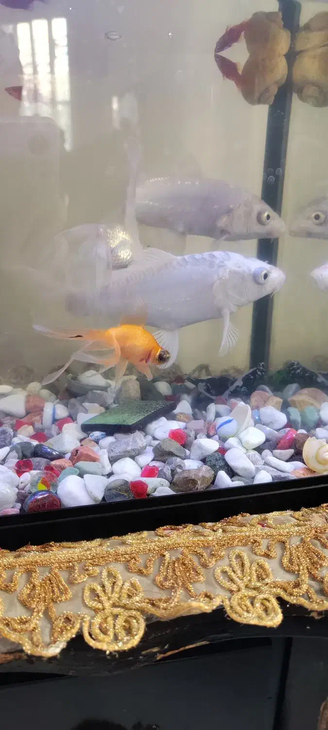 فروش دو عدد ماهی کوی سفید|ماهی|کرمان, |دیوار