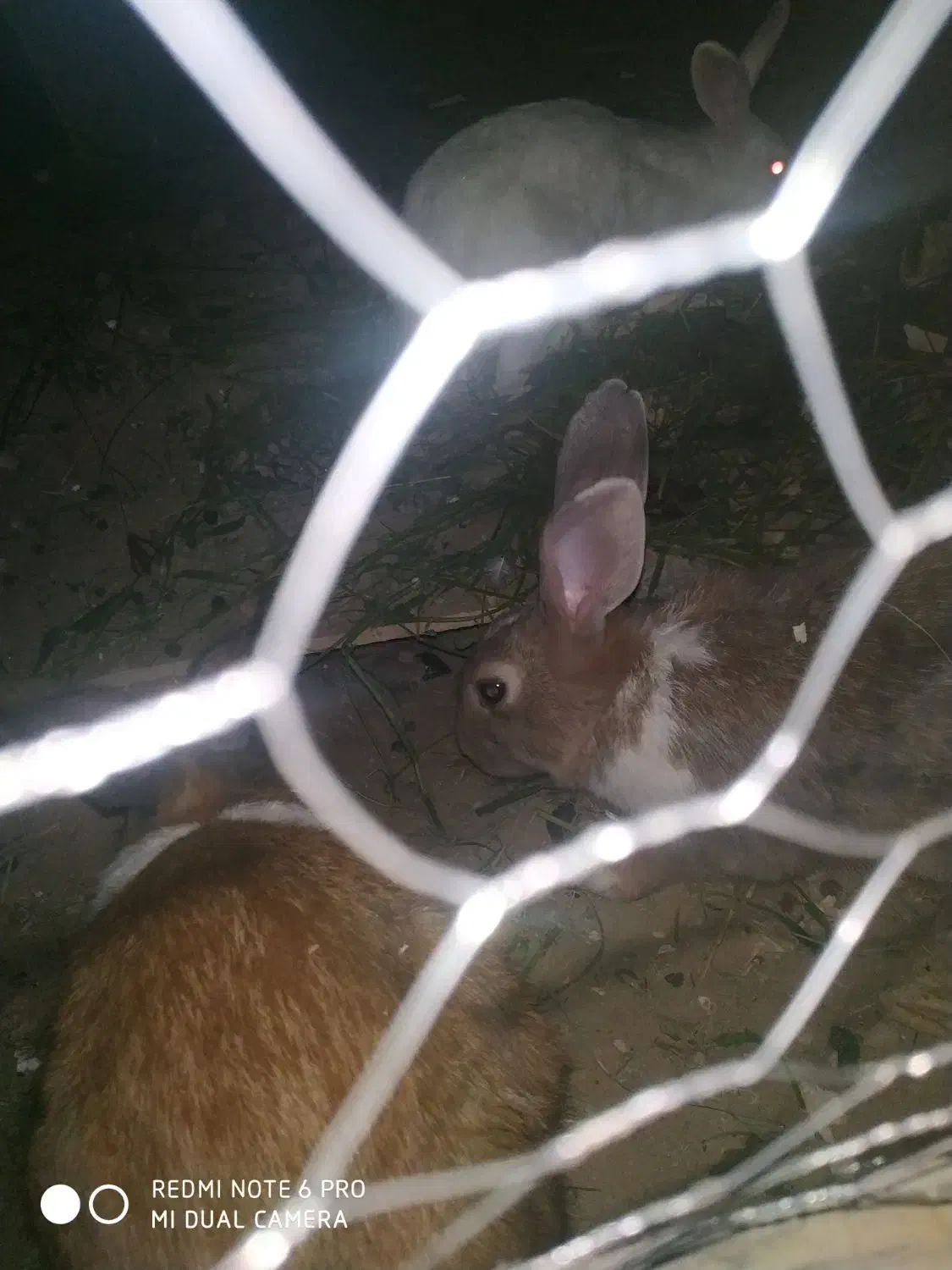 خرگوش نر بزرگ|موش و خرگوش|چابهار, |دیوار