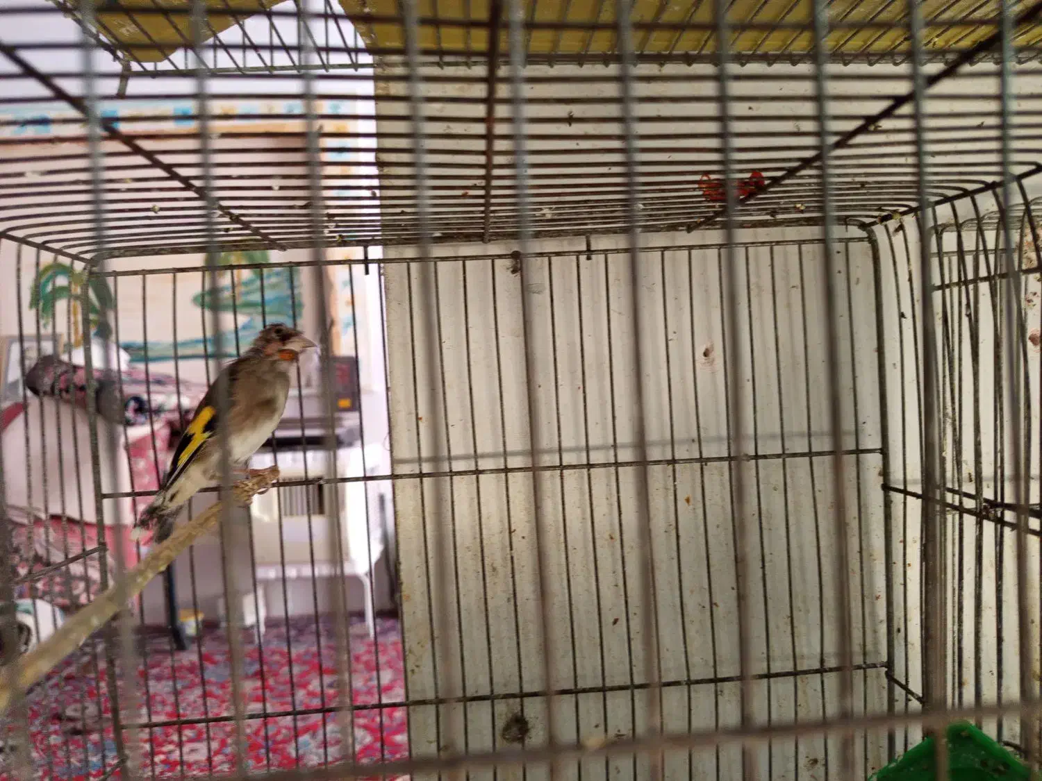 قناری نر و ماده|پرنده|ابهر, |دیوار