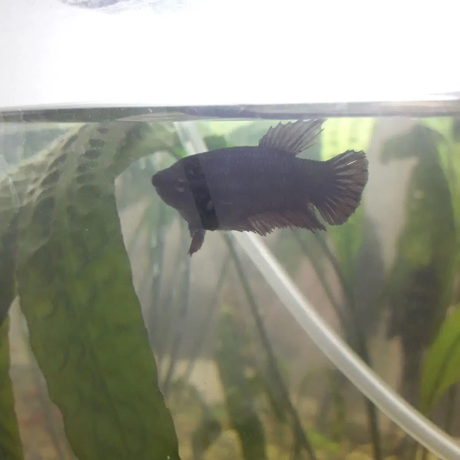 کت فیش و فایتر ماده|ماهی|شاهینشهر, خانه کارگر|دیوار