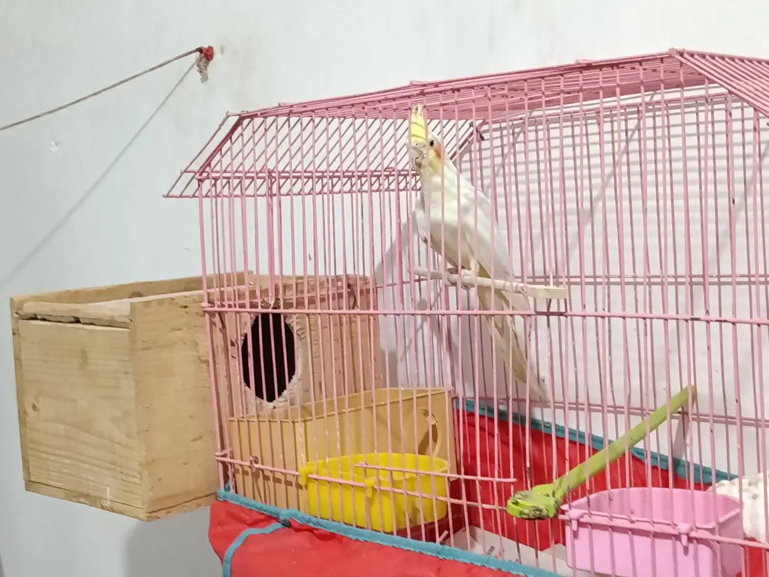 عروس هلندی نر|پرنده|رشت, گیل|دیوار