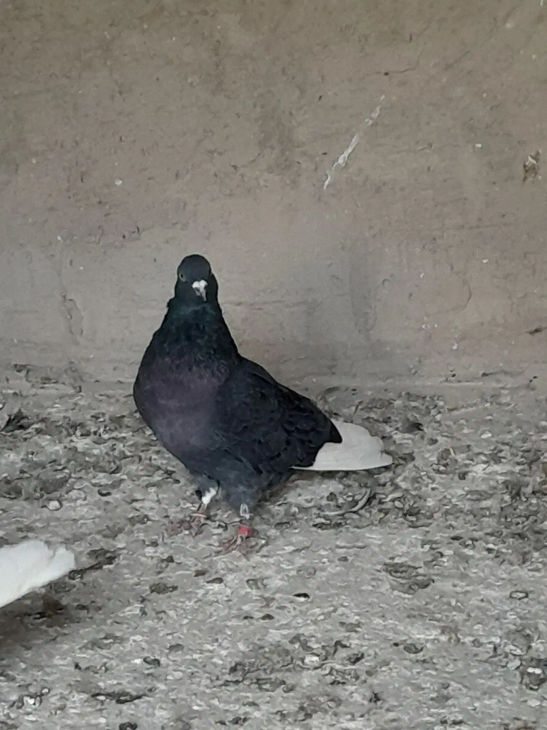 گمشده|پرنده|پاکدشت, پاکدشت (مامازند)|دیوار