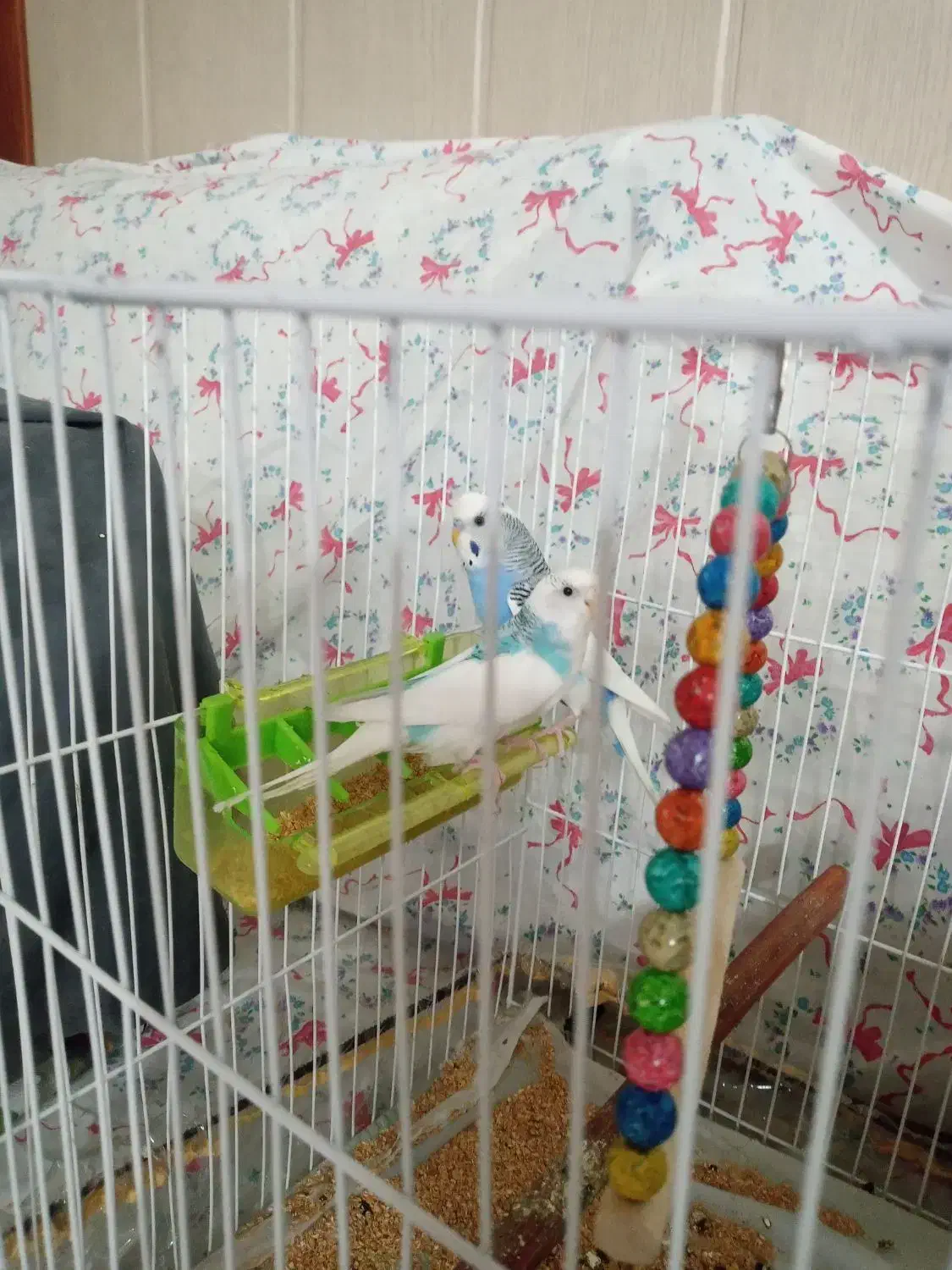 فروشی|پرنده|مشهد, انقلاب|دیوار