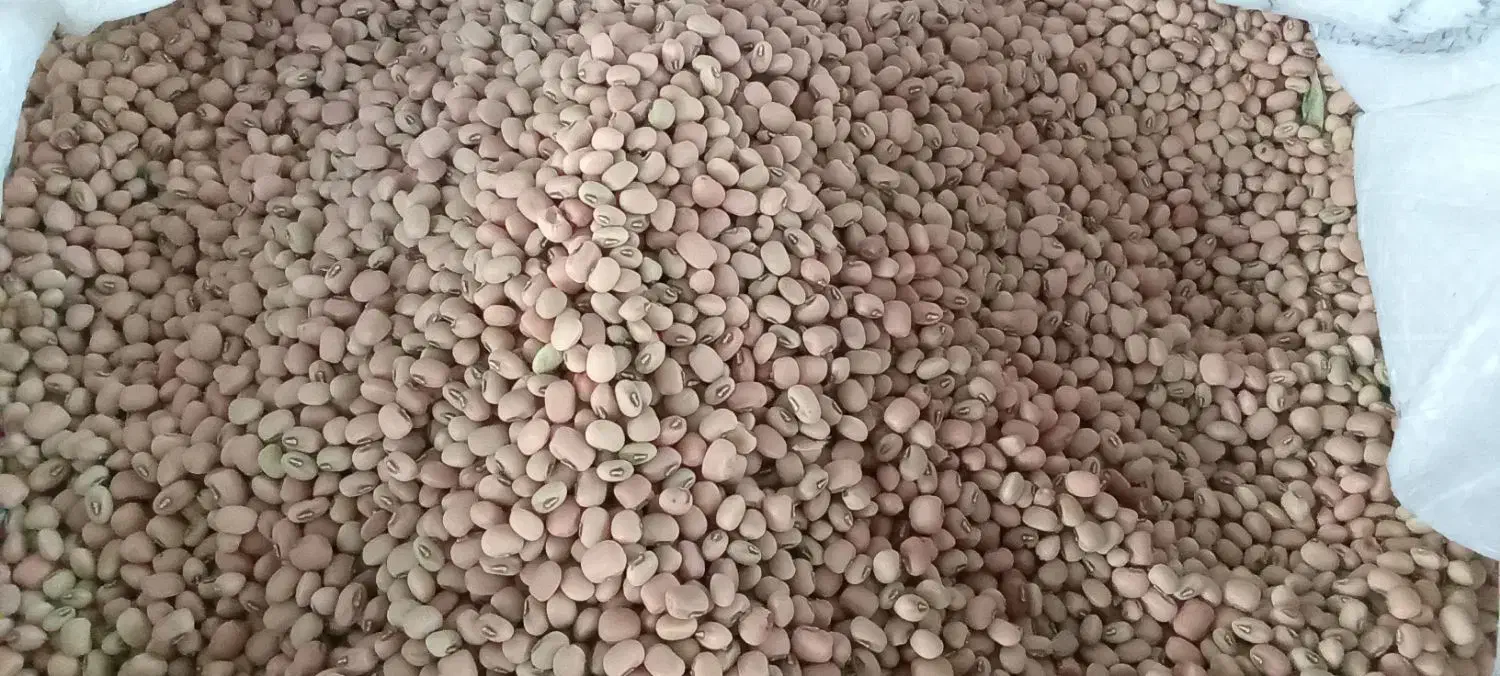 لوبیا آشی محلی 20کیلو به بالا 125ارسال هم دارم|خوردنی و آشامیدنی|ایلام, |دیوار