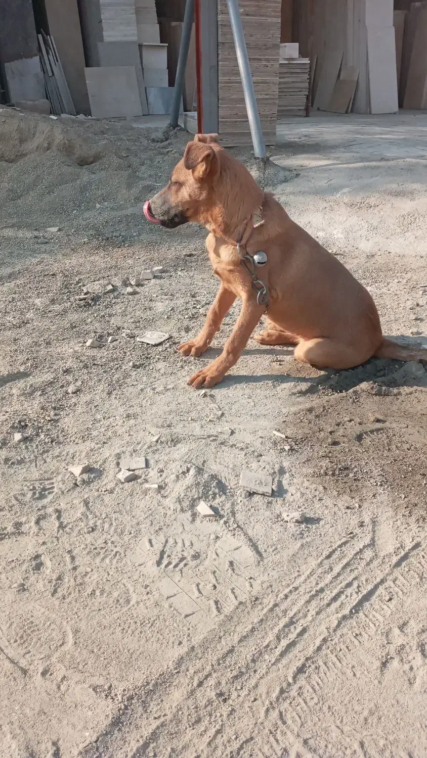 توله ماده|سگ|باقرشهر, |دیوار