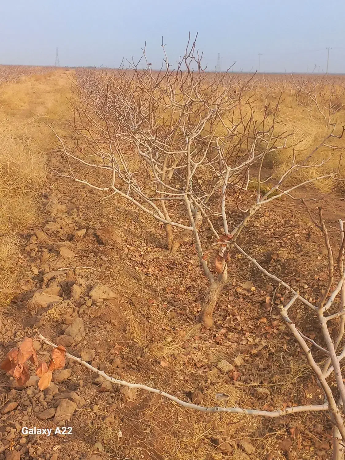 باغبانی|خدمات باغبانی و درختکاری|مروست, |دیوار