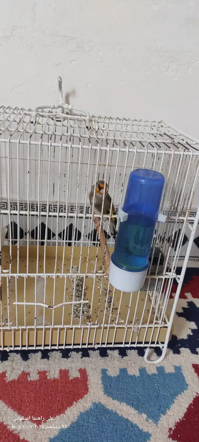 سهره|پرنده|آبادان, |دیوار