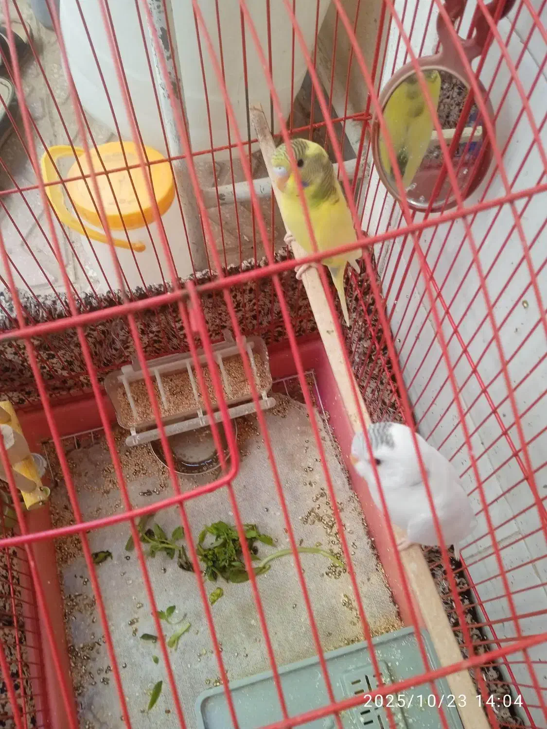 یک جفت مرغ عشق جوان سالم سرحال ۳۰۰ دونه ی۱۵۰|پرنده|قم, شهر قائم|دیوار