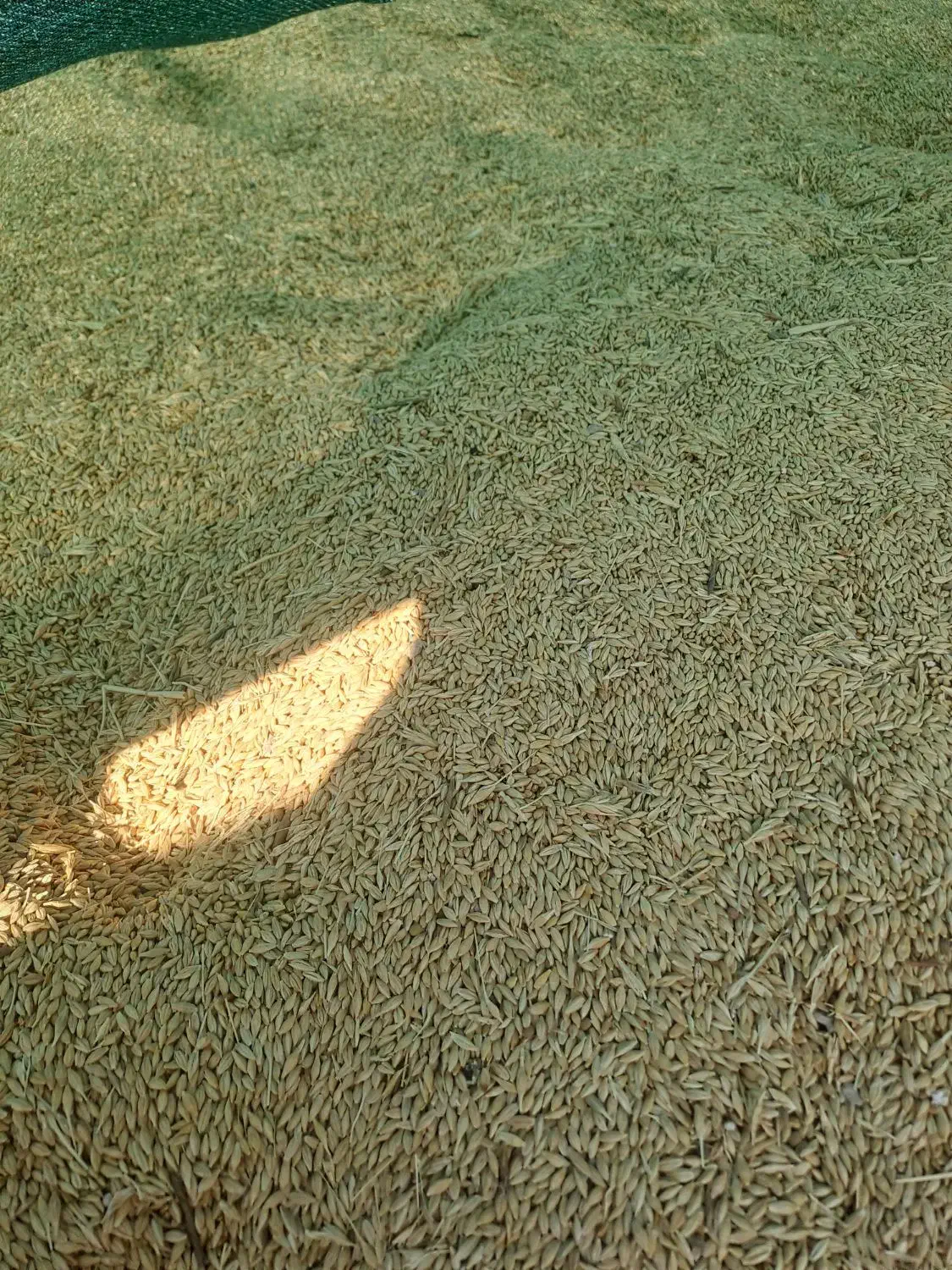 فروش جوبذری|خدمات باغبانی و درختکاری|بانش, |دیوار