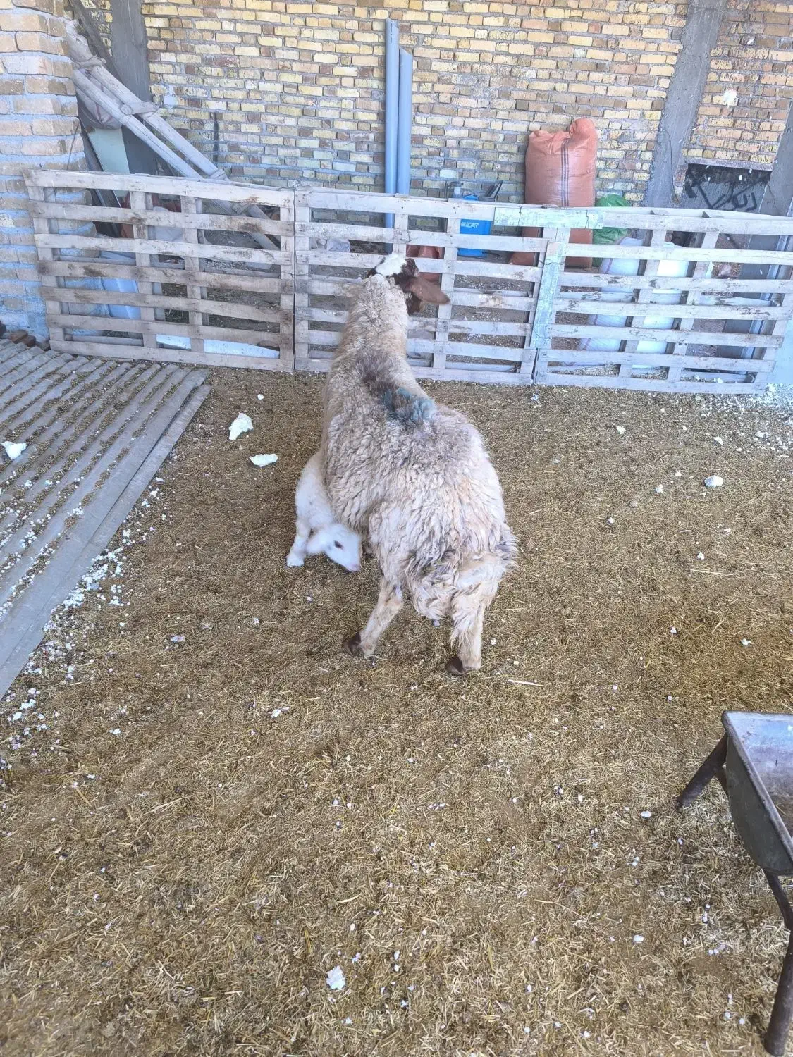 گوسفند یا میش با بره یک عدد بختیاری یک عدد کردی|حیوانات مزرعه|مهران (ایلام), |دیوار