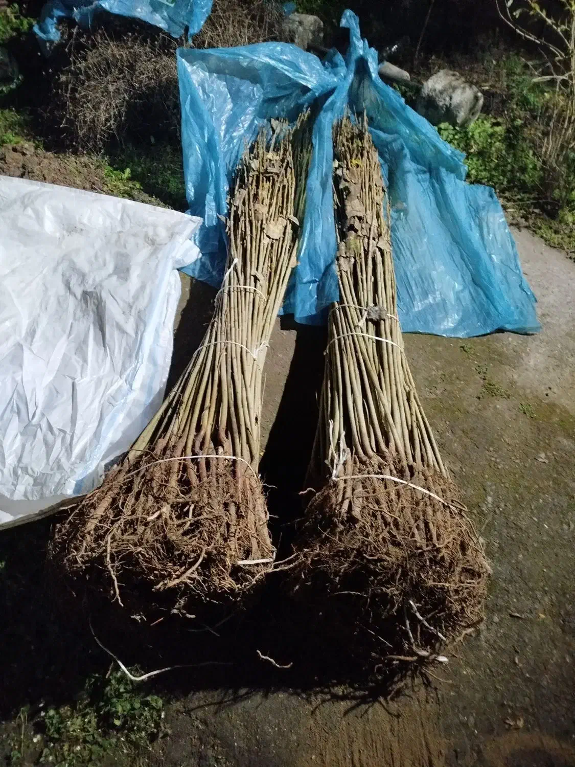 فروش نهال های آوکادو و صنوبر|خدمات باغبانی و درختکاری|خرمآباد (تنکابن), |دیوار