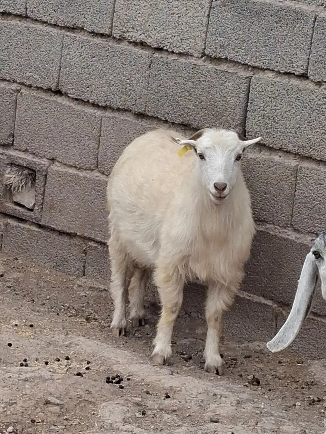 بز آبستن سر مایع|حیوانات مزرعه|بافت, |دیوار