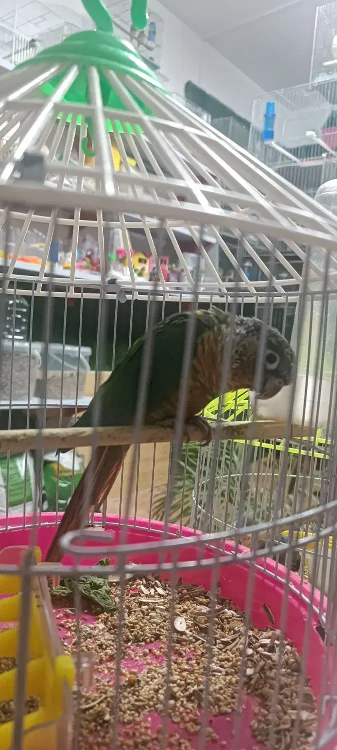 گرینچیک|پرنده|ماکو, |دیوار