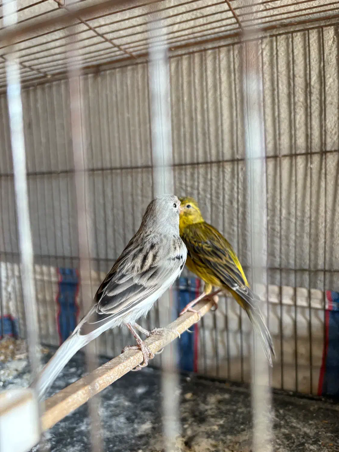 قناری و سهره|پرنده|شیراز, حومه شیراز|دیوار