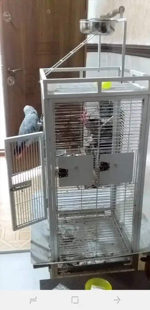 قفس طوطی کاسکو|لوازم جانبی حیوانات|آبادان, |دیوار