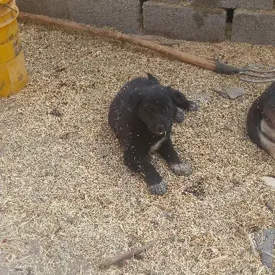 واگذاری سگ|سگ|بن, |دیوار