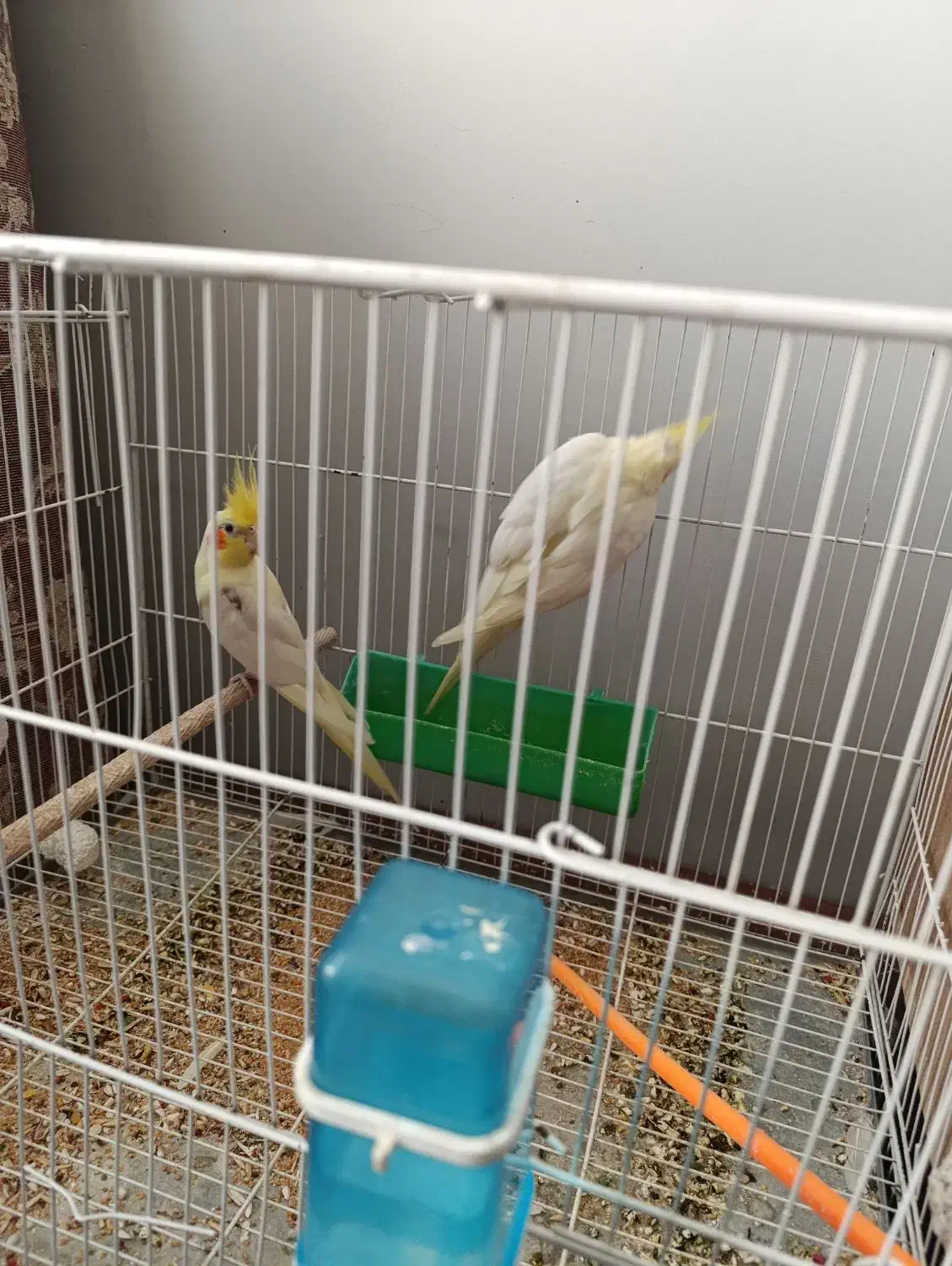 عروس هلندی .کوتوله .مرغ عشق|پرنده|زاهدان, |دیوار