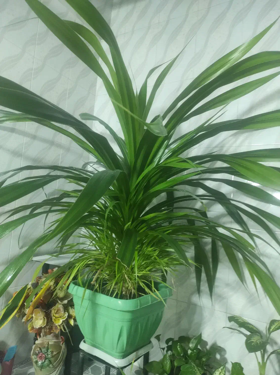 گل و گیاه|گل و گیاه طبیعی|گنبد کاووس, |دیوار