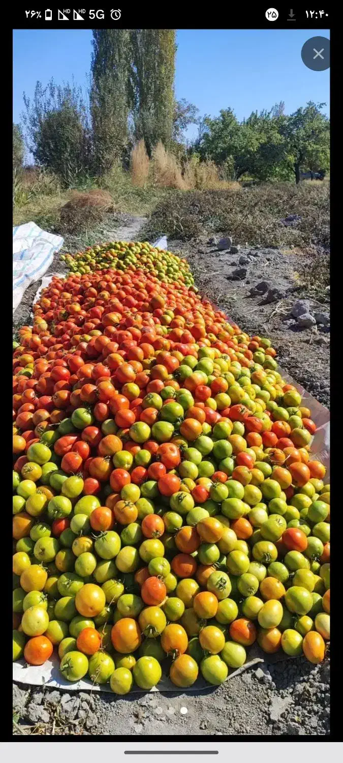 گوجه فروشی|حراج|نوشین شهر, |دیوار