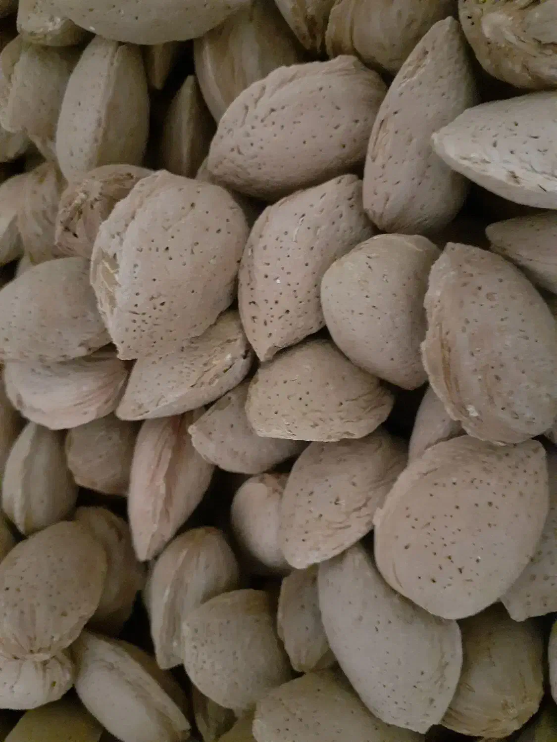 بادام شاهرودی ۷و ۸|عمدهفروشی|سده (فارس), |دیوار