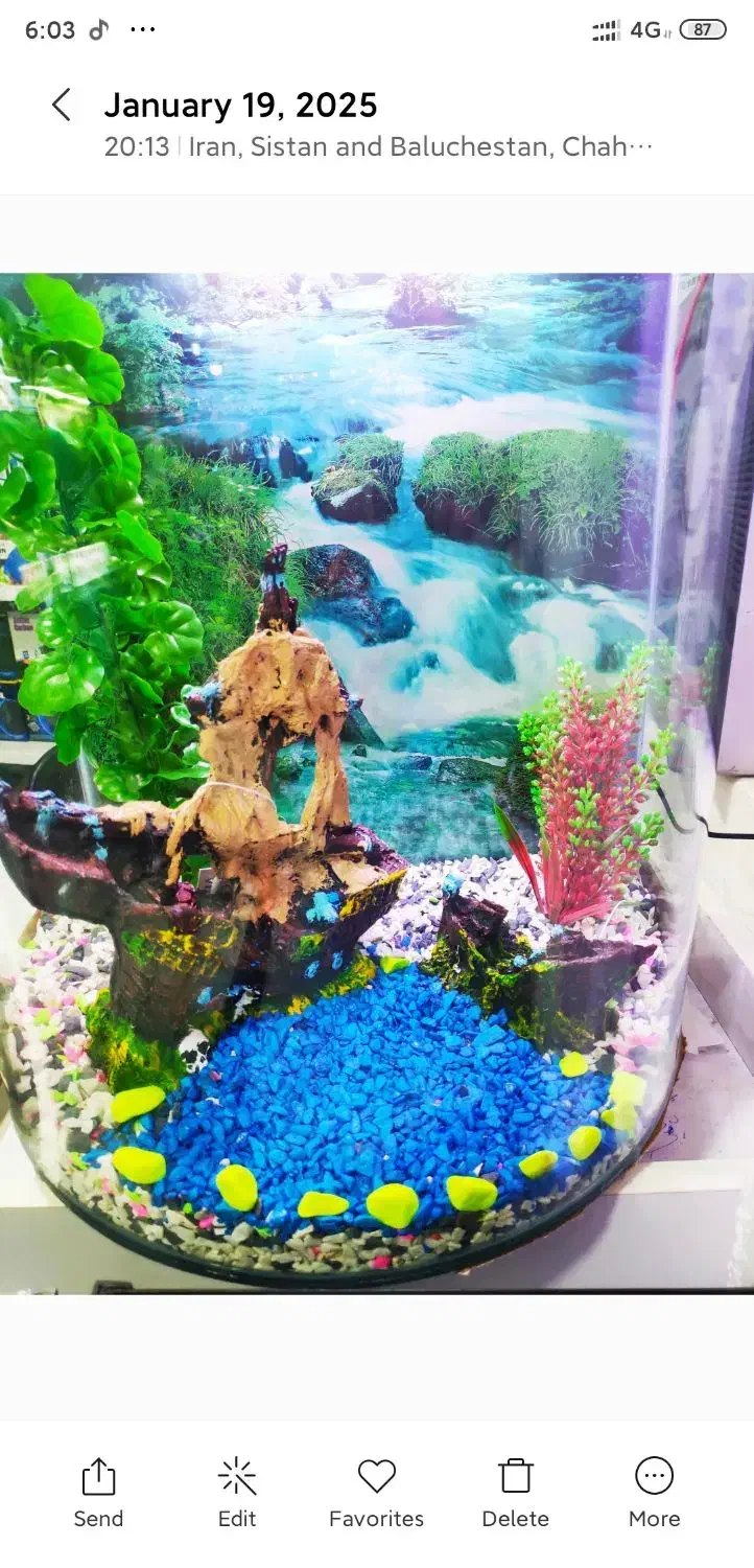 آکواریوم دلفین|ماهی|چابهار, |دیوار