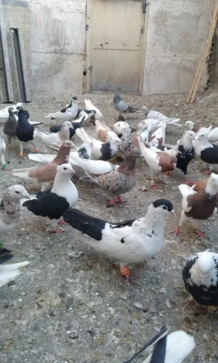 کفتر رنگی ۷۰ تا یکجا|پرنده|کرج, عظیمیه|دیوار