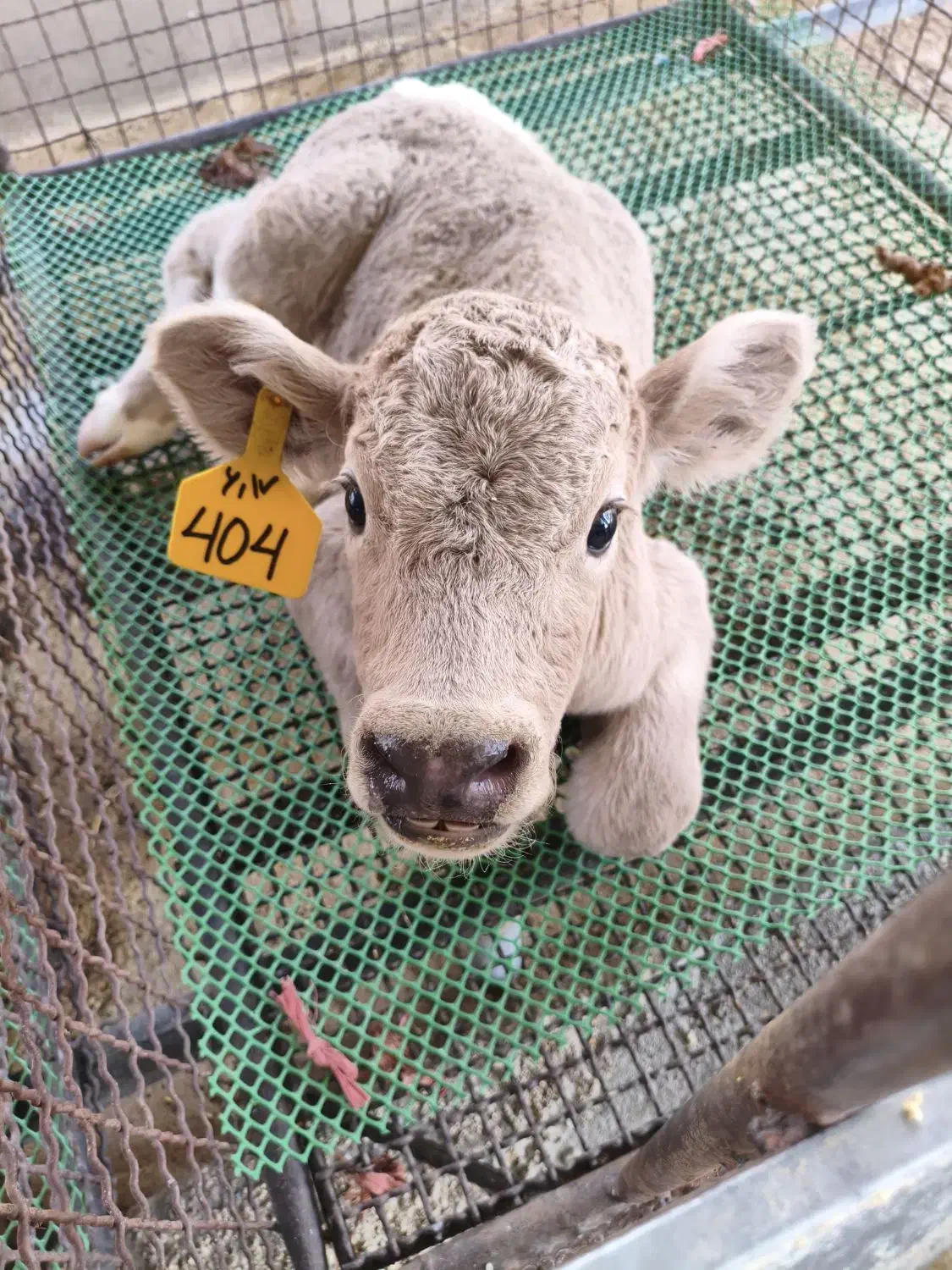 کارگر تمام وقت گاوداری|استخدام صنعتی، فنی، مهندسی|چگنی, |دیوار