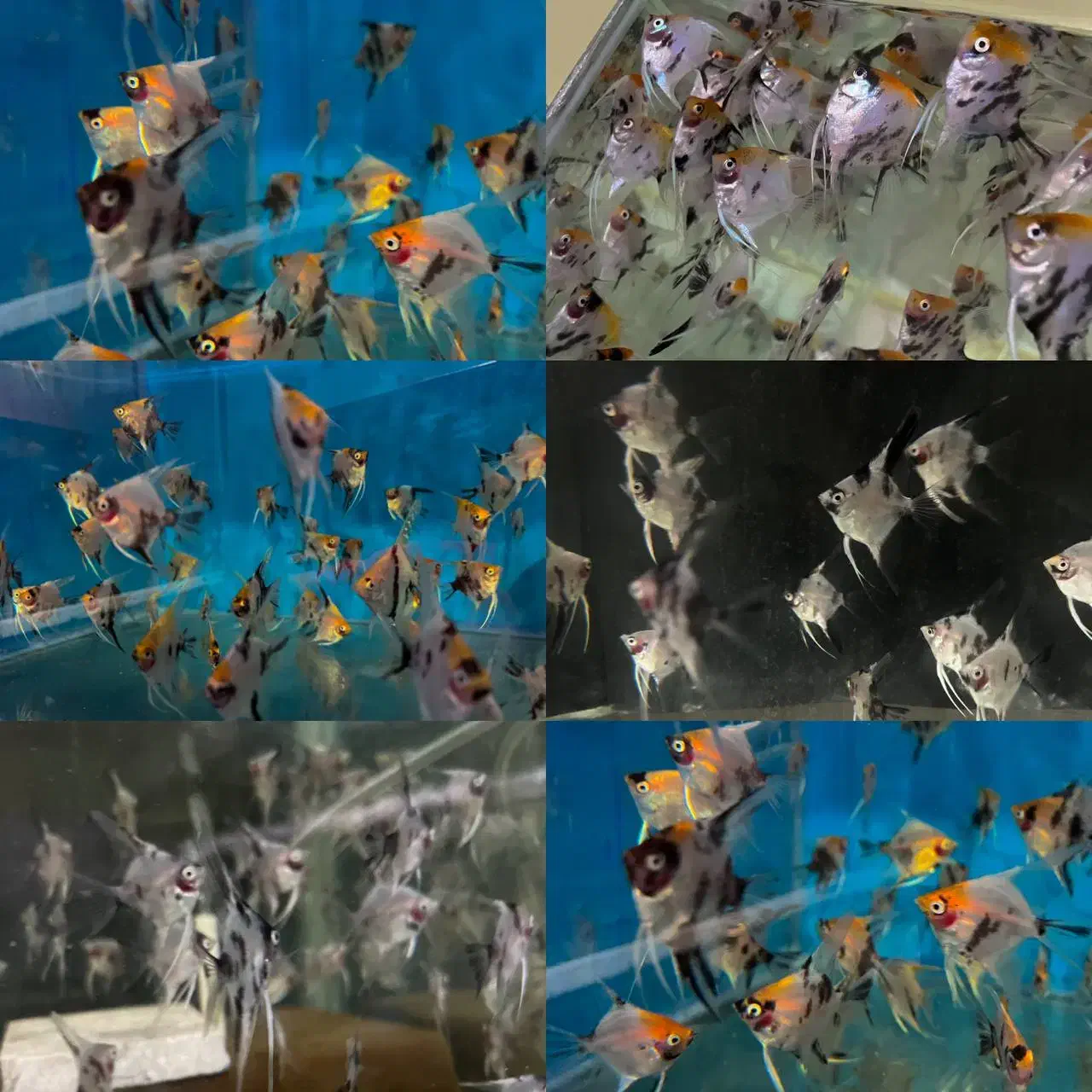 ماهی آنجل کوی ماربل و چهل گیس|ماهی|مشهد, گوهرشاد|دیوار