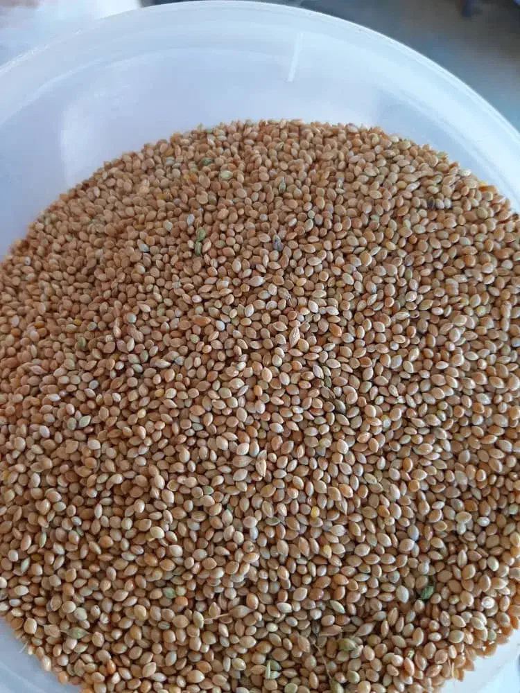 خدمات بوجاری در شیراز|خدمات پیشه و مهارت|شیراز, کفترک|دیوار