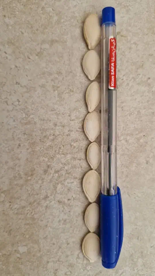 فروش تخمه کدو|حراج|آباده, |دیوار