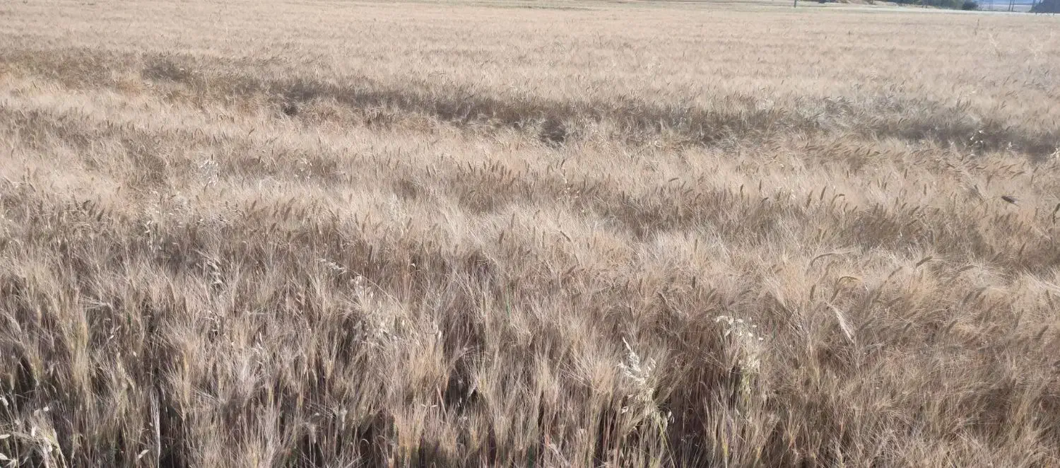 زمین کشاورزی آبی به مقدار 22من|فروش زمین و ملک کلنگی|سرپل ذهاب, |دیوار