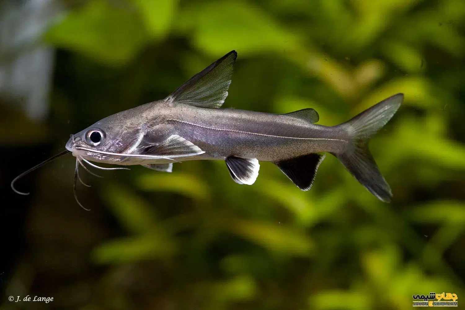 معاوضه یا فروش ماهی گوشتخوار (پرت و کت فیش)|ماهی|رشت, خمیران زاهدان|دیوار