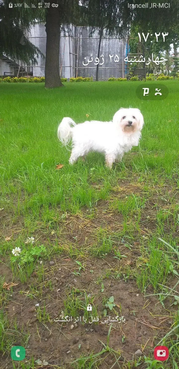 واگزاری|سگ|فردیس, شهرک سپاه|دیوار