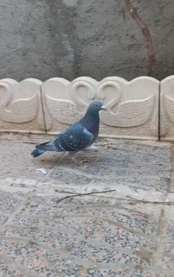 کفتر المانی|پرنده|بشاریات, |دیوار