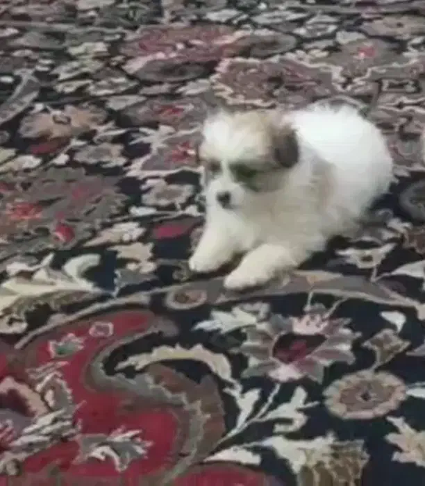 سگ خانگی|سگ|ایلام, |دیوار