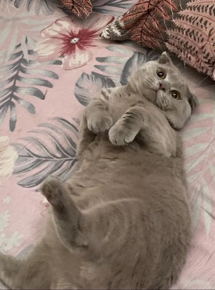 واگذاری گربه اسکاتیش فولد|گربه|مشهد, هنرور|دیوار