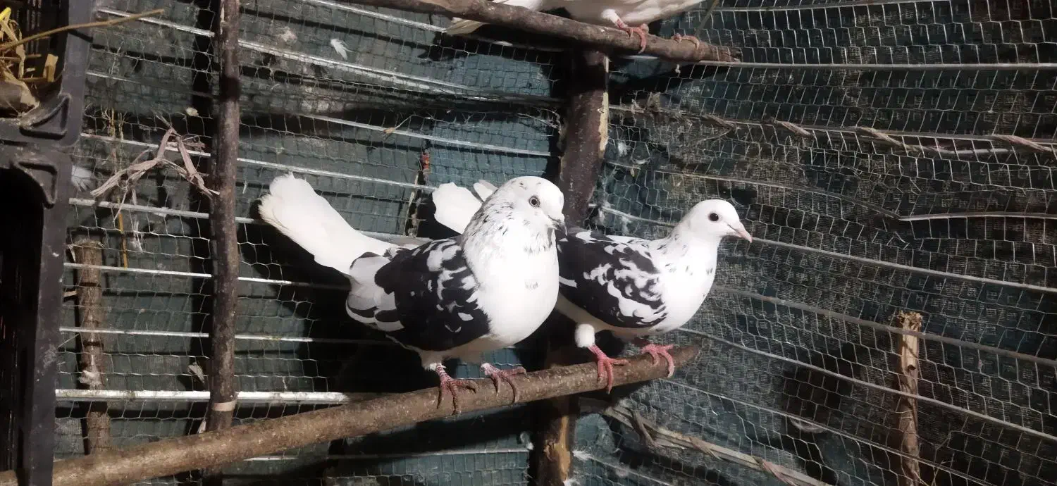 کبوتر|پرنده|اطاقور, |دیوار