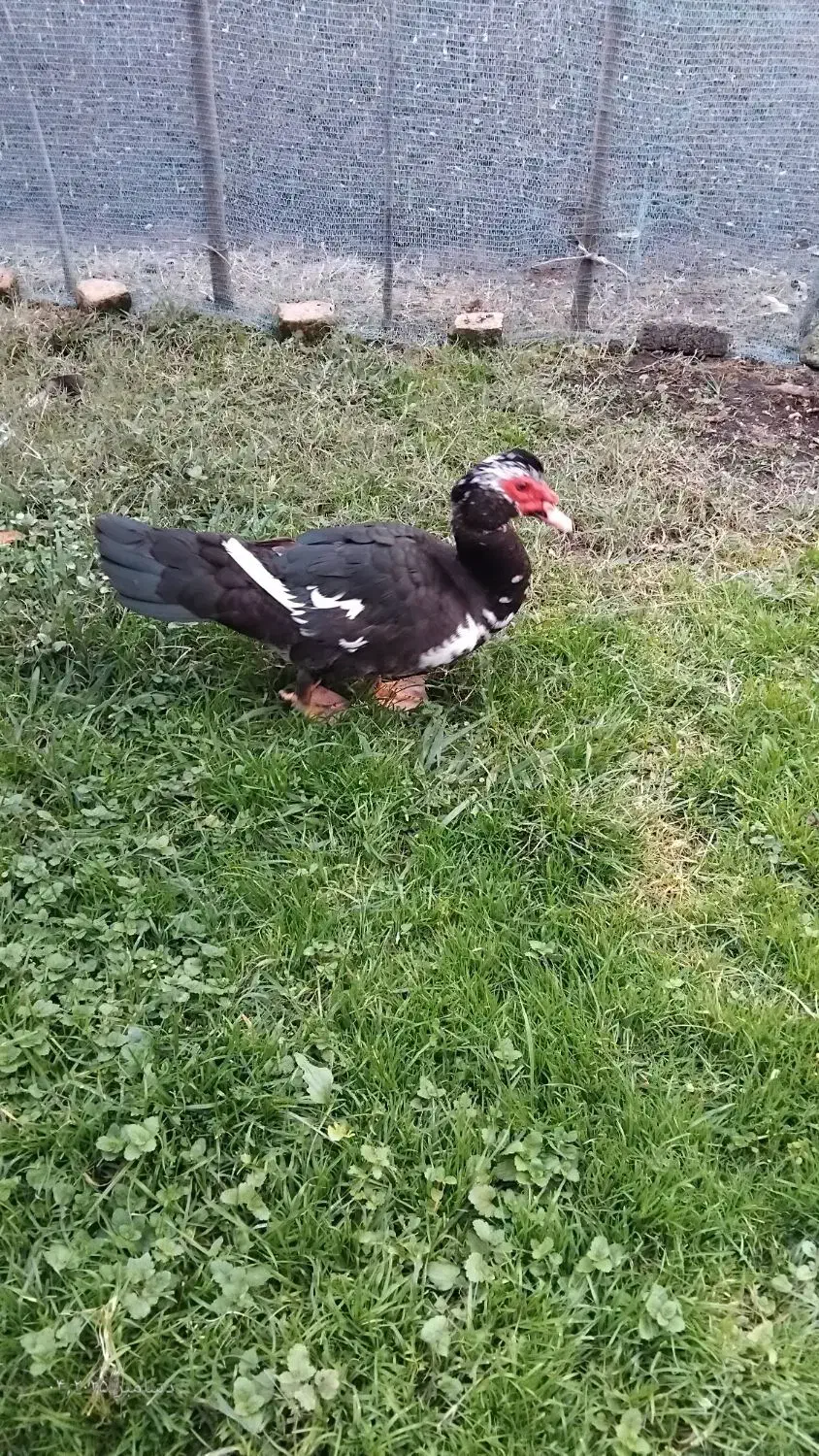 فروش غازمحلی براشب یلدا|حیوانات مزرعه|لوندویل, |دیوار