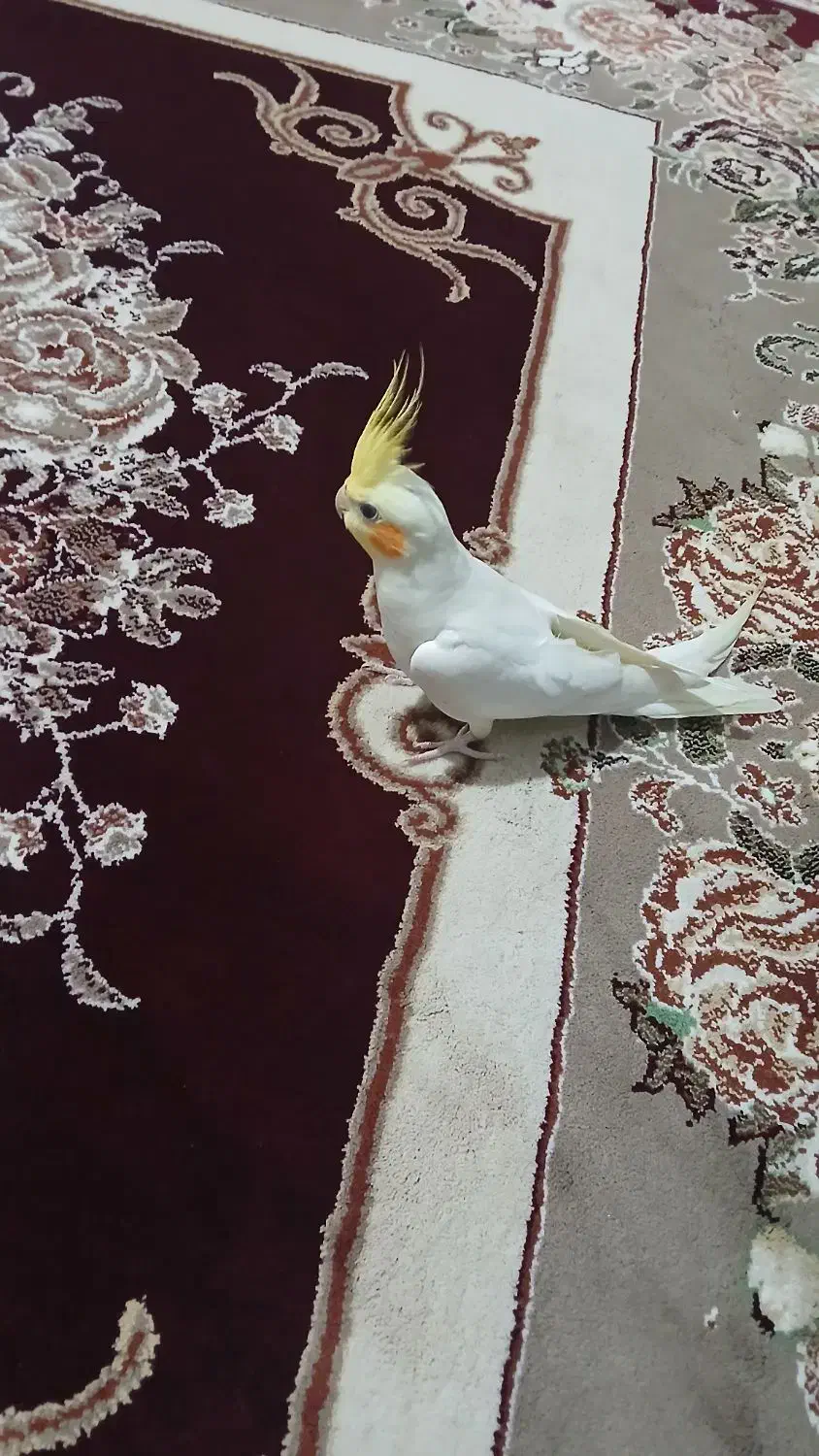 عروس هلندی لوتیتو|پرنده|سنندج, |دیوار