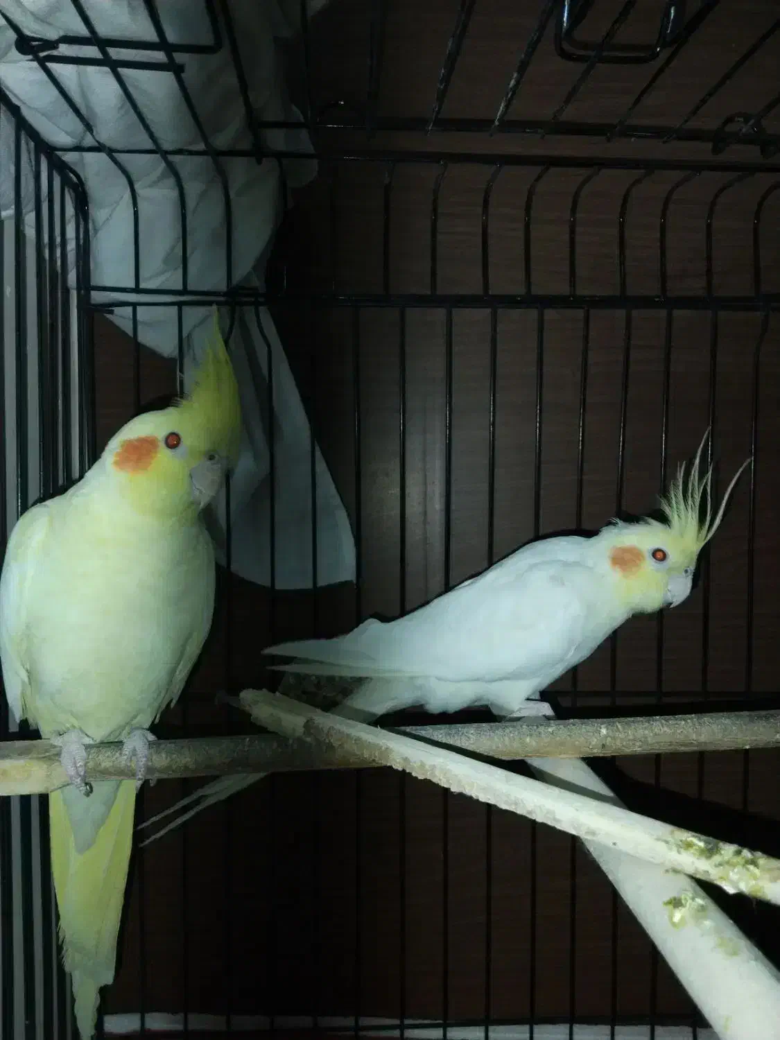 جفت عروس هلندی مولد درجه یک|پرنده|مشهد, نوید|دیوار